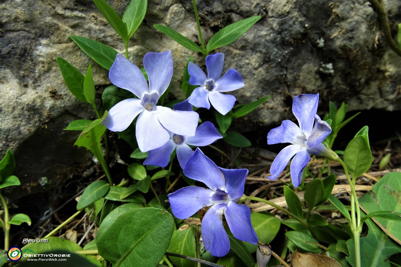 31 Fiori di pervinca....JPG